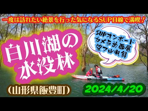 【SUP】一度は訪れたい神秘と幻想の絶景…白川湖の水没林をSUPオンボードカメラによる湖面上の前面展望でフル収録！