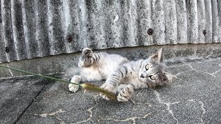 【猫島】フワフワの子猫が猫じゃらしを必死に追いかける