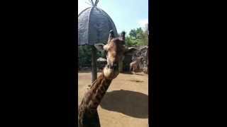 Жираф в зоопарке Бангкока
