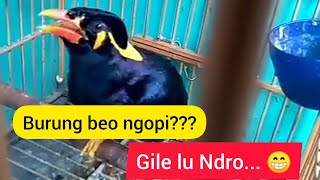 INI LHO..!! Burung Beo Cerdas - Bisa Ngomong - Beo Lucu - Beo Pandai Bicara | ADA KICAU