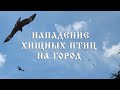 Нападение хищных птиц на город