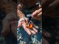 Clownfish POV Inside Coral Reef 🐠 | Real Underwater Life Through Fish Eyes