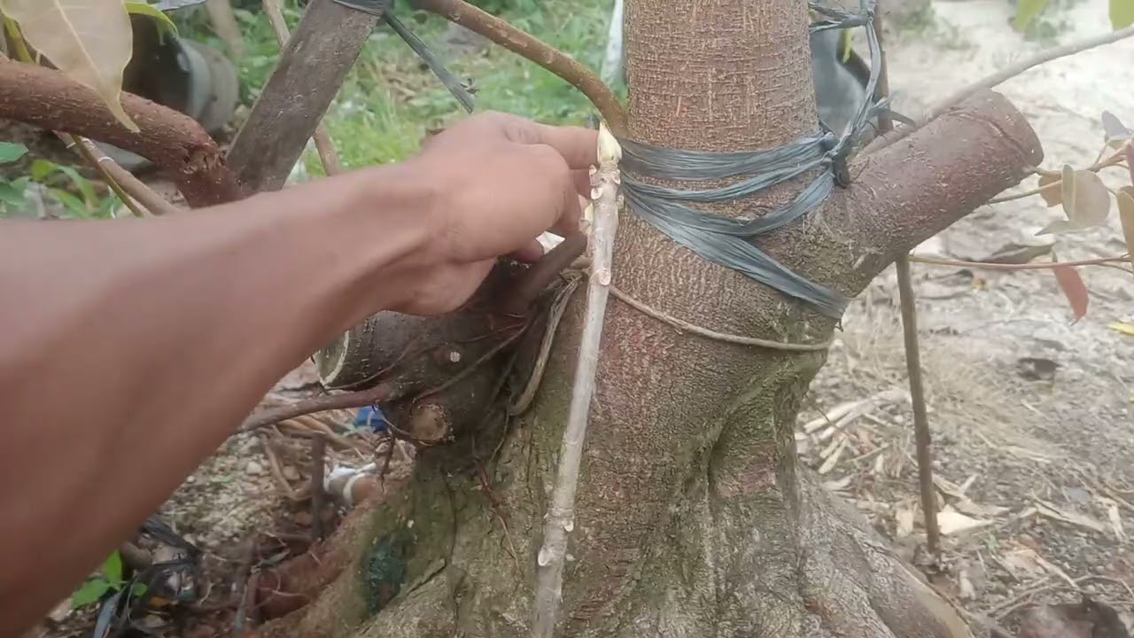 bahan bonsain ficus bunut diameter 50 cm