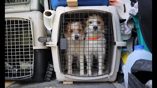 Fifty dogs rescued from commercial breeders are ready to start their new lives.