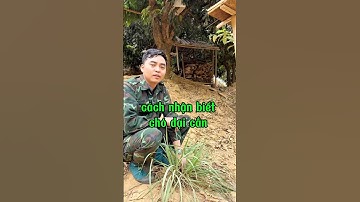 Cách thử nhận biết có phải chó dại cắn không #chodai #suckhoe  #namduoccaosan