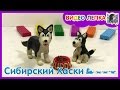 СИБИРСКИЙ ХАСКИ - Лепим собаку из пластилина