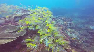 Sodwana Bay   Two Mile Reef 4