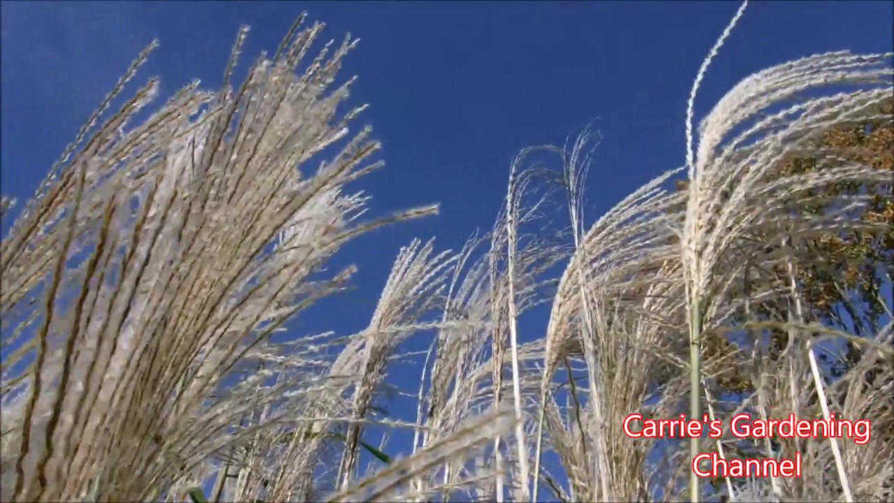 pampas grass blooming, praying mantis visitor, how to care for pampas grass