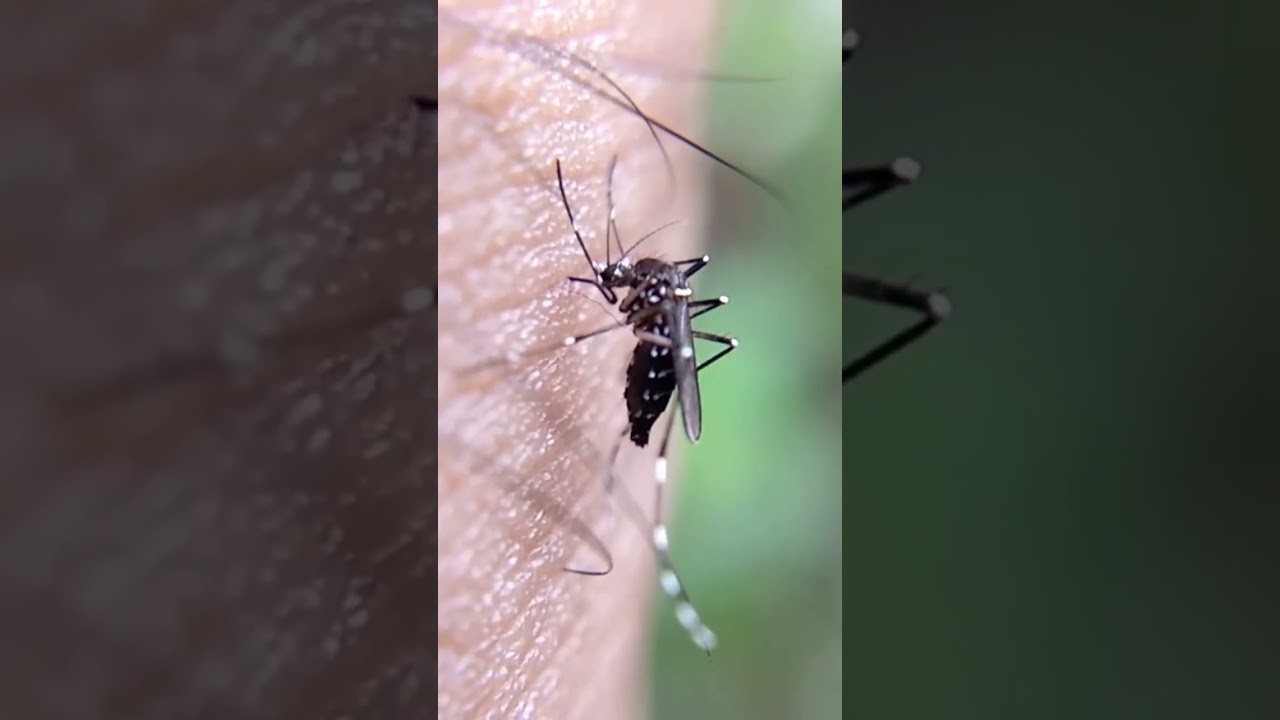 How to mosquito bites skin 🦟🦟 #shorts