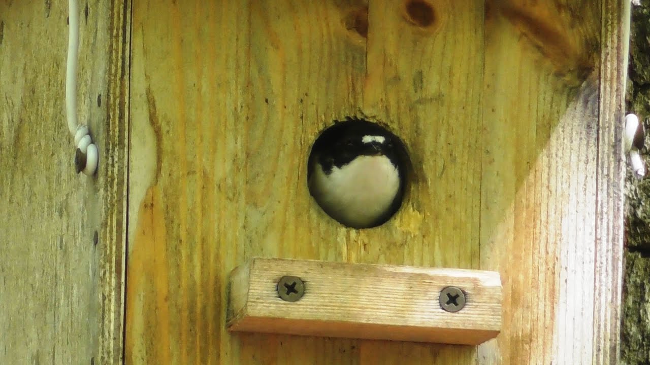 Война синиц и пеструшек. Эпизод №2. Рейдерский захват синичника. Parus major VS Ficedula hypoleuca