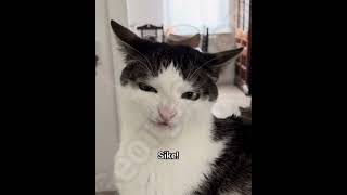A Larry trick #georgieebom #catmemes #evillarry