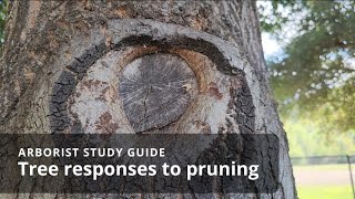 How trees respond to pruning | Pruning