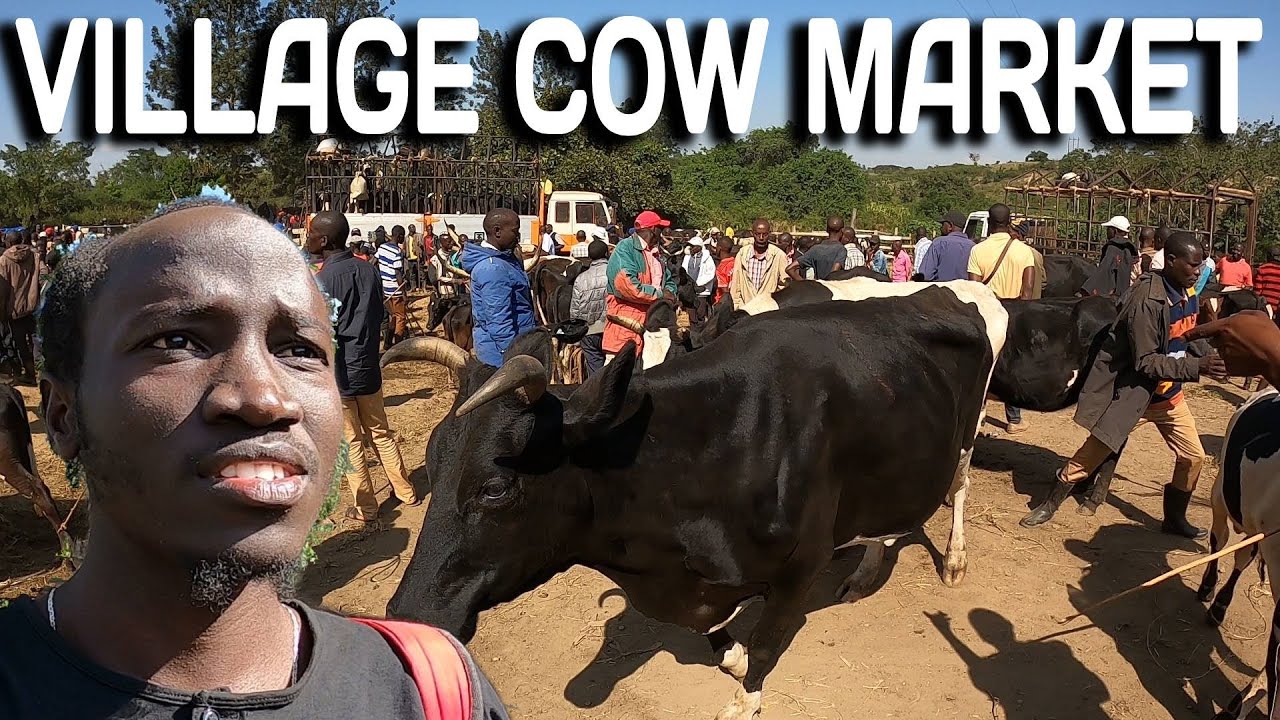 The Vibrant Livestock Village Market in Uganda