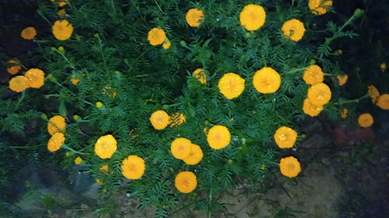 How to grow marigold farm/gendu phula chasa/marigold flowers YouTube