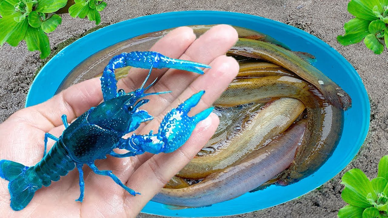 Fishing on the Slide is Very Interesting, Dragon Ear Fish, Colored Shrimp, Koi Fish, Eels, Turtles.