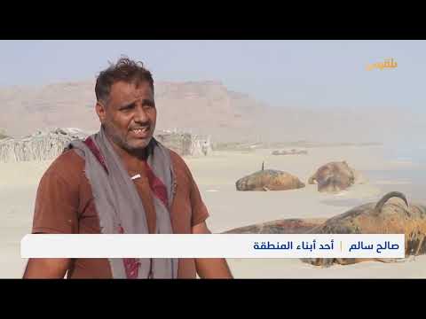 نفوق الدلافين في سقطرى: كارثة بيئية وتأثير على السكان