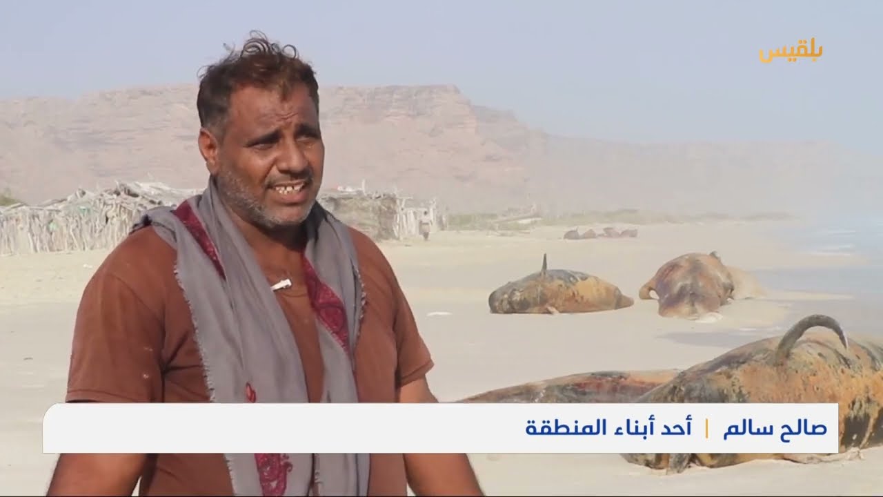 كاميرا بلقيس تزور شاطئ نيت في سقطرى وتنقل تبعات حادثة نفوق عشرات الدلافين | تقرير: أحمد القيسي