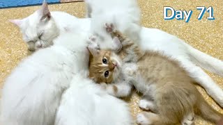 Day 71: Mommy Cat is Grooming her Kittens!  Cute Video  Day 71 of Day 100