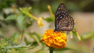 4K Video (Ultra HD) 60 FPS flower butterfly