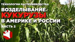 Возделывание кукурузы в Америке и России | Американские технологии выращивания кукурузы
