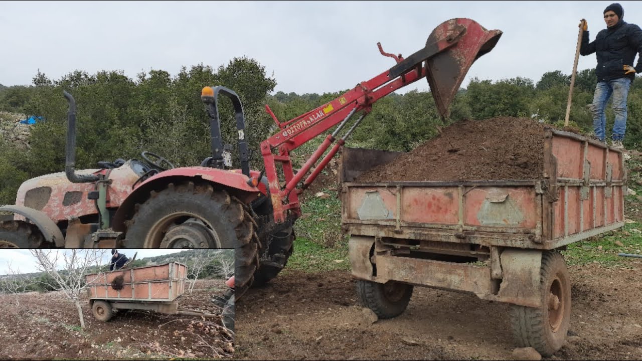 ANTEP FISTIĞINA HAYVAN GÜBRESİ UYGULAMAMIZ.
