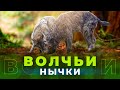 Собаки расхитители волчьих нычек