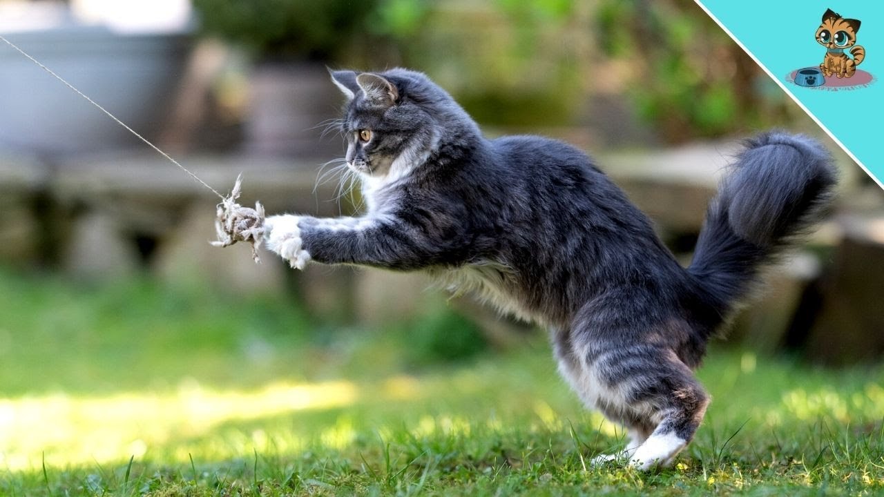 THIS Is Why Cats Wiggle Their Rear End BEFORE They Attack! YouTube