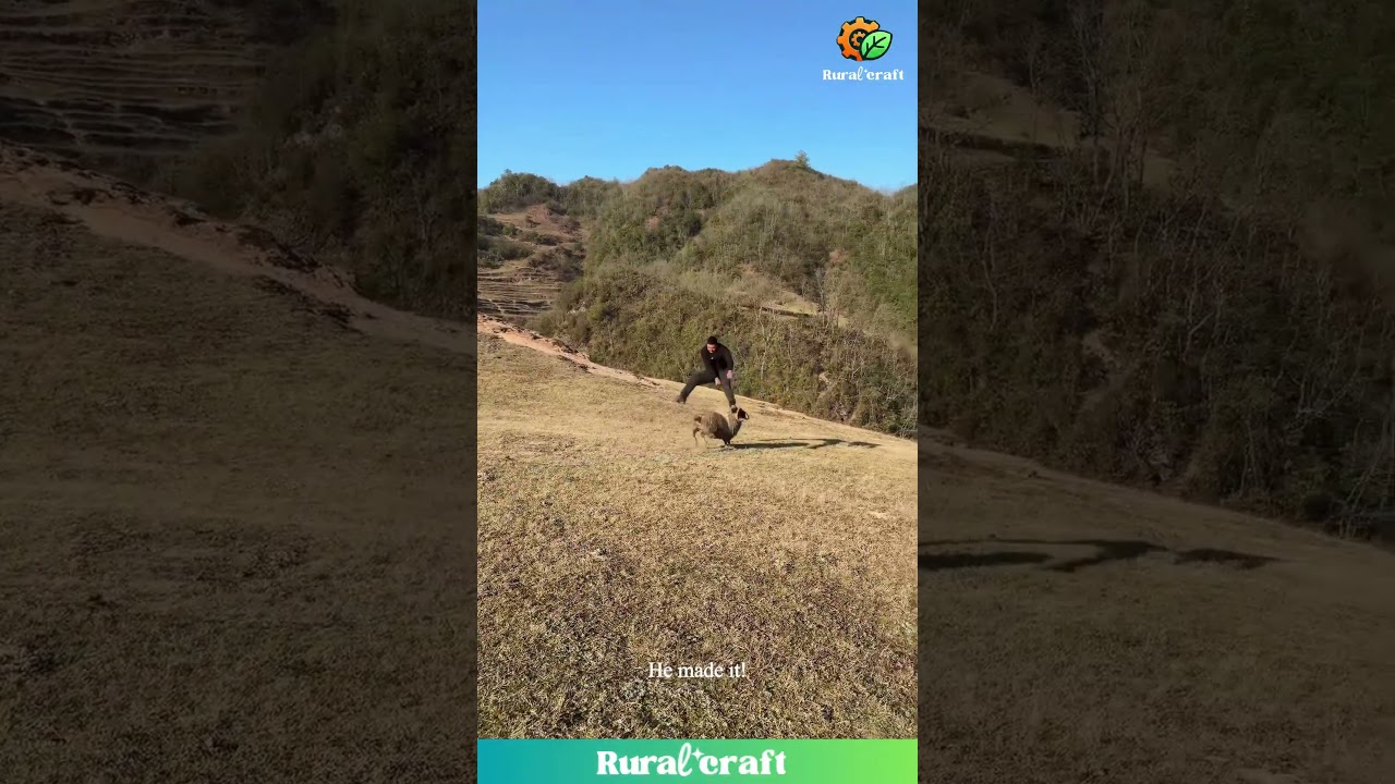 EPIC Sheep Jump FAIL! This is Hilarious! 😂 