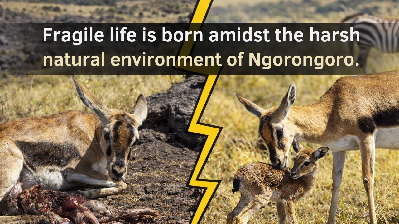 Fragile life is born amidst the harsh natural environment of Ngorongoro | Second Life for Paws