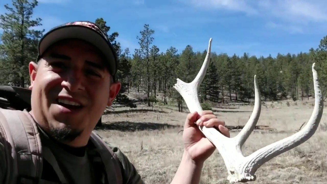 ELK SHED HUNTING NM 2019 YouTube