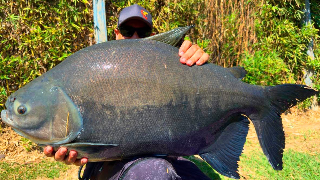 PESCARIA DE SUPERFÍCIE EM UM LAGO DO LADO DA MINHA CASA... O RESULTADO ME SURPREENDEU!