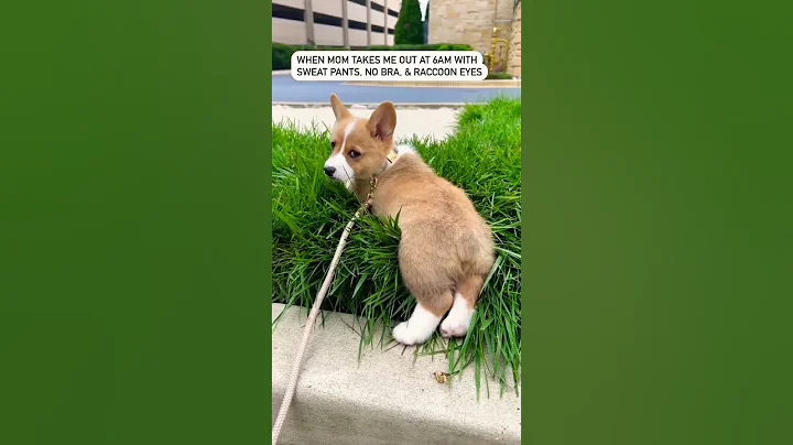 Disapproving corgi #shorts #corgi