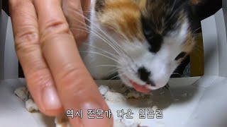 Cats Doing a Flathead Mullet Mukbang (ASMR with Samsaek & Mu)