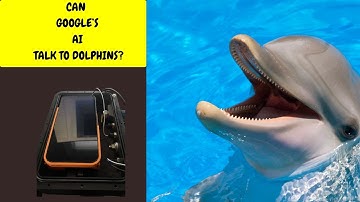 This AI Just Learned to Talk With DOLPHINS!