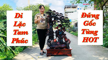 Di Lặc Tam Phúc Đứng Gốc Tùng Gỗ Trắc Đỏ Đen SIÊU VÍP. Mời Các Bác Cùng Chiêm Ngưỡng.