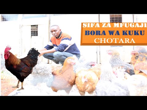 Video: Mfululizo Bora Wa Upelelezi - Mbuga / Mwanamke