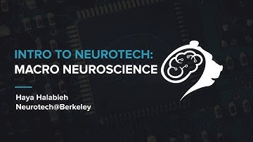 CS 198-96 Intro to Neurotechnology Lecture 2: Macro Neuroscience | Haya Halabieh | Spring 2020