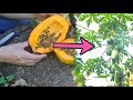How to Grow 21 Amazing Trees from Seed (Full Presentation)
