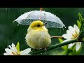 Relaxing Light Music for Stress Relief | Peaceful Sounds to Unwind with Cute Birds