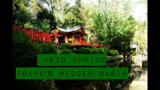 根津神社 Nezu Shrine ~ Tokyo's Hidden Oasis 東京の隠れたオアシス