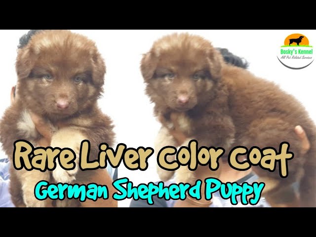 liver colored german shepherd puppies