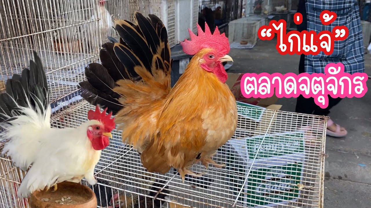 Zing’s Day I ไก่แจ้ ตลาดสัตว์เลี้ยงจตุจักร