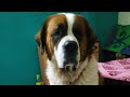 Rakhabandhan Special | Tying Rakhi to Bruno - The Saint Bernard |