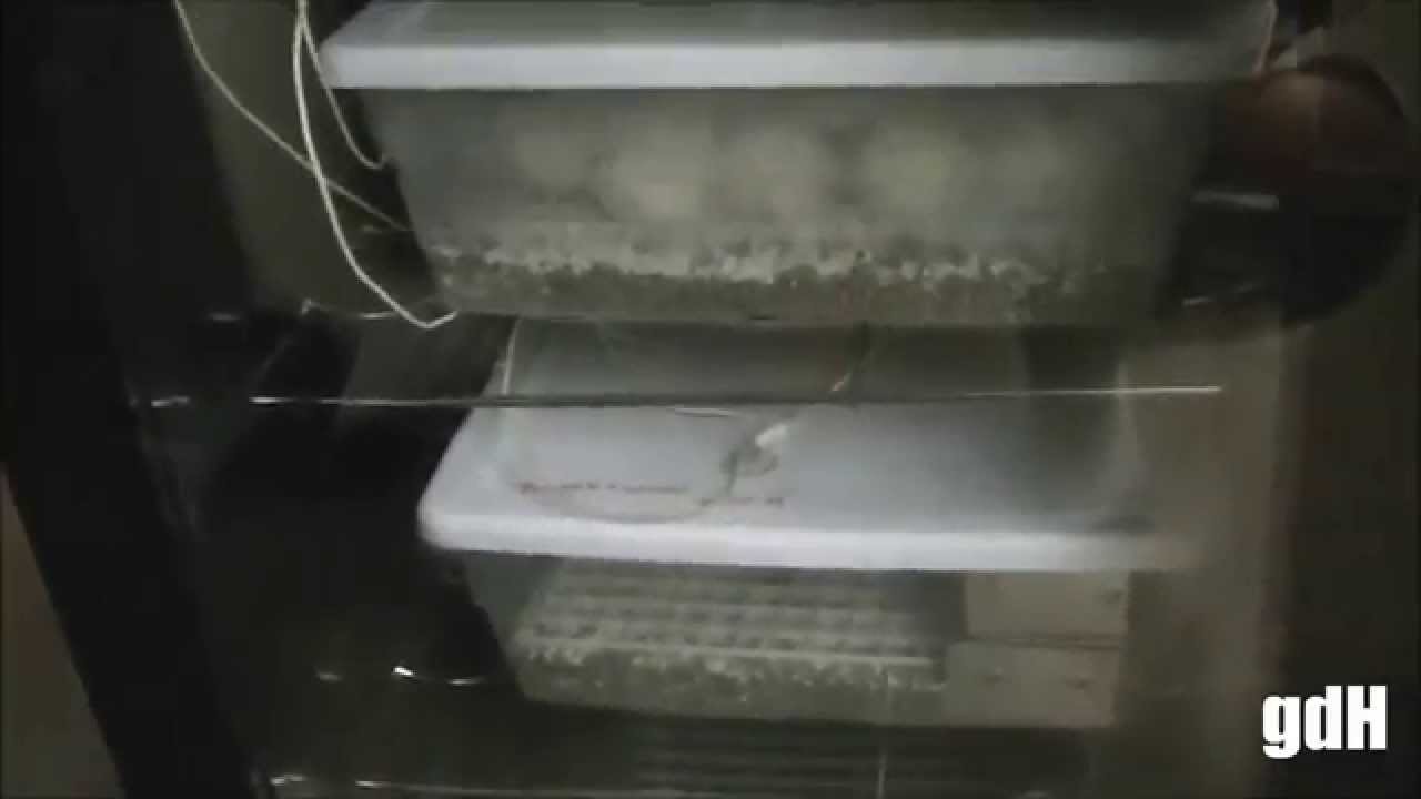 build a reptile incubator build a reptile incubator