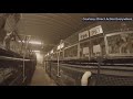 Ridglan Farms closing after years of advocacy, most ARL beagles adopted