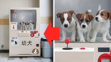 10 Craziest Things You Can Buy in Japanese Vending Machines! o_O