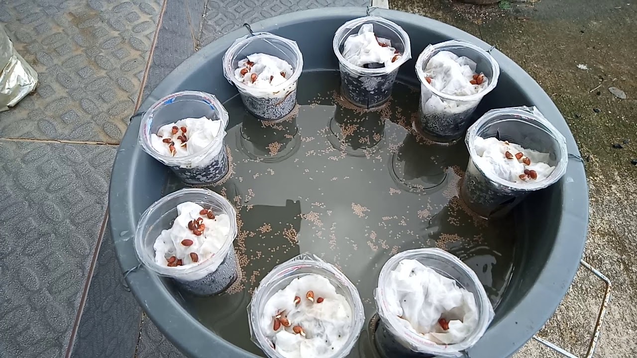 Budidaya ikan lele dan sayur kangkung hari ke 3 