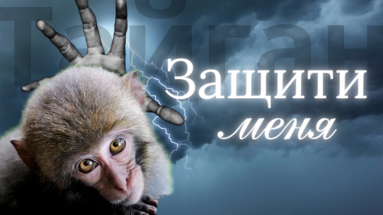 Обезьяна \Тайган - YouTube