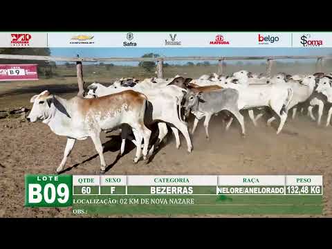 LOTE B09