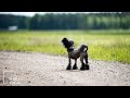 Chinese Crested Dog 101 Barking Dancing Powderpuff Singing Show Grooming Howling Wants Attention
